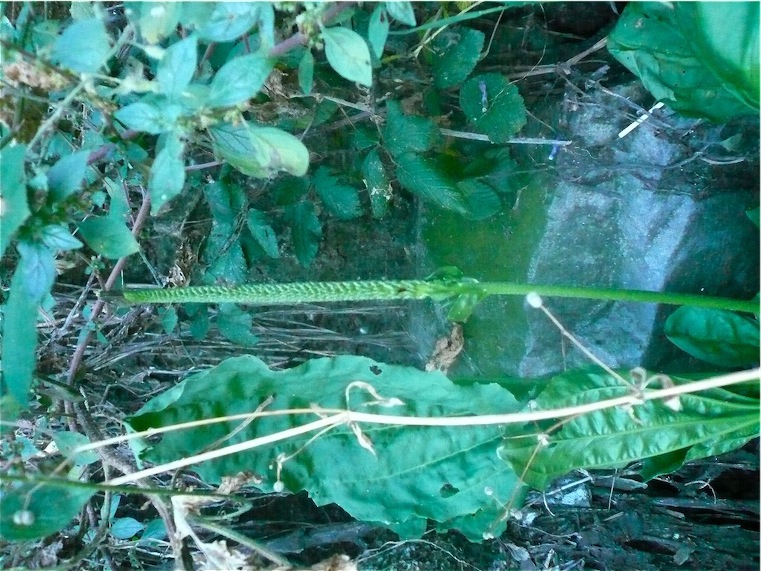 Plantago major